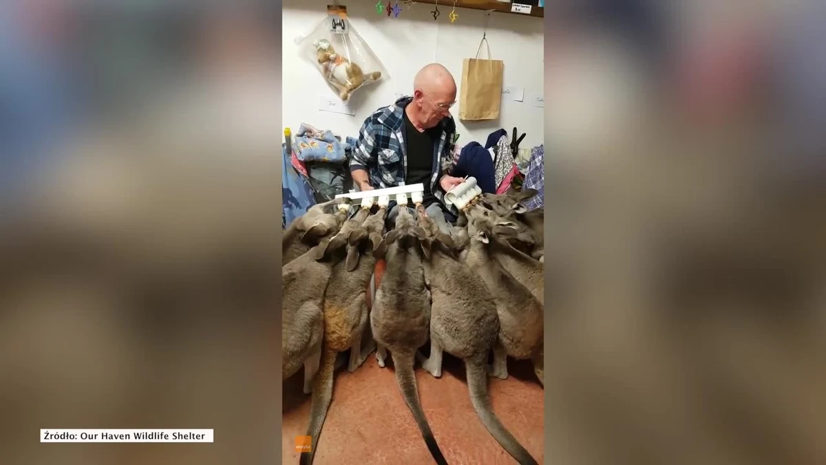 Wolontariusze w australijskim schronisku w mieście Victoria wynaleźli cudowne urządzenie. Skonstruowali narzędzie, dzięki któremu są w stanie nakarmić 10 kangurów jednocześnie.