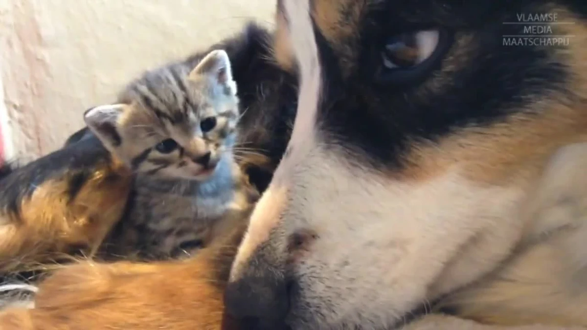 Cztery małe kotki zostały odrzucone przez matkę zaraz po urodzeniu. Zwierzakami zajęła się suczka rasy border collie. Nowa opiekunka kociąt karmi je i pilnuje, aby były bezpieczne. Choć weterynarze przyznają, że jest to dosyć osobliwe zjawisko, psy znane są ze swoją troskliwej i kochającej natury. Mieszana rodzina mieszka w Glabbeek w Belgii.