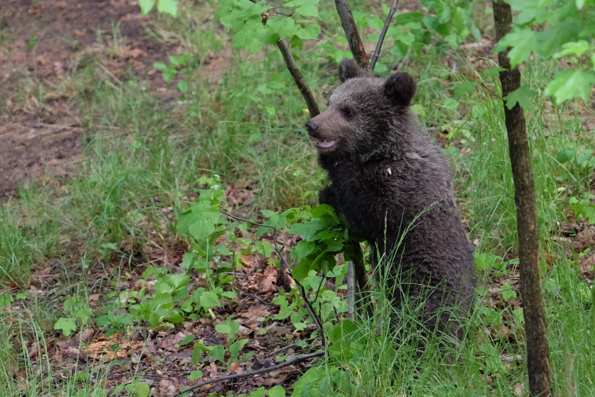 Niedźwiedzie coraz śmielej zapuszczają się w pobliże ludzkich siedzib. Można je spotkać już nie tylko na tatrzańskich szlakach. W ostatnich dniach widziano je także pod Babią Górą, koło Krościenka, a nawet niedaleko Myślenic. Na Słowacji mają większy problem. Niedźwiedzie upodobały sobie bowiem tamtejsze cmentarze. Niszczą tablice, ogrodzenia i jadają znicze. Najbardziej smakują im te olejowe, dlatego władze miasta Wysokie Tatry apelują, by takich nie stawiać na nagrobkach. Co w takim razie robić, by nie narazić się na bezpośredni kontakt z drapieżnikiem?