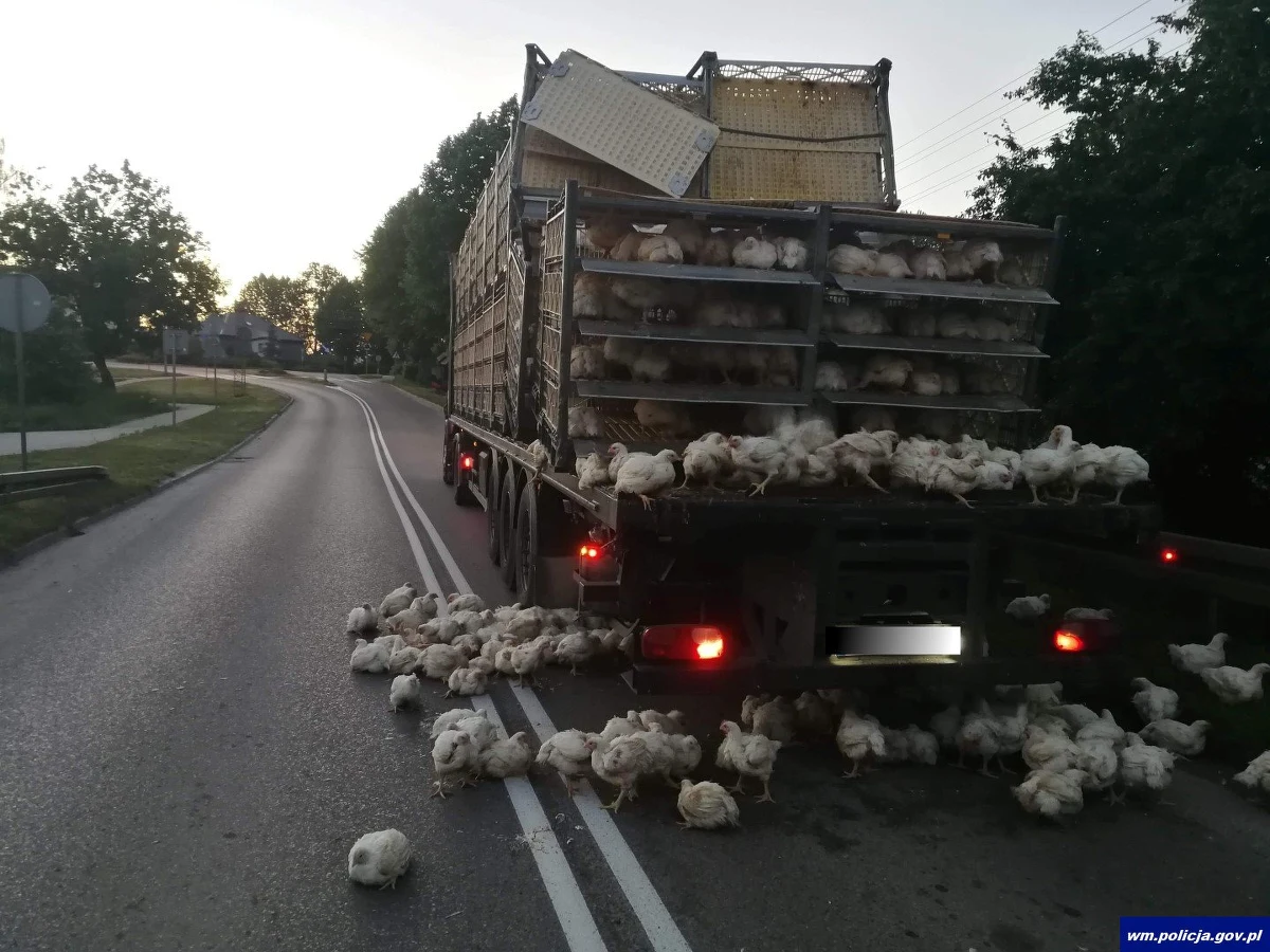 Niecodzienny incydent drogowy w warmińsko-mazurskim Olecku. Po tym, jak ciężarówka przejeżdżająca ulicą Ełcką uderzyła w wiadukt, na jezdnię wypadły klatki z drobiem. 