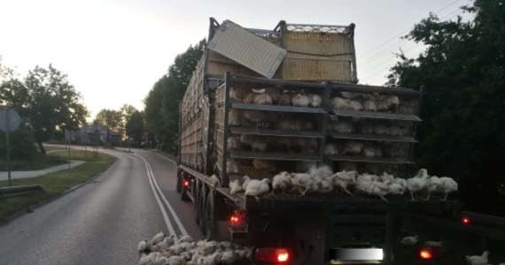 Niecodzienny incydent drogowy w warmińsko-mazurskim Olecku. Po tym, jak ciężarówka przejeżdżająca ulicą Ełcką uderzyła w wiadukt, na jezdnię wypadły klatki z drobiem. 