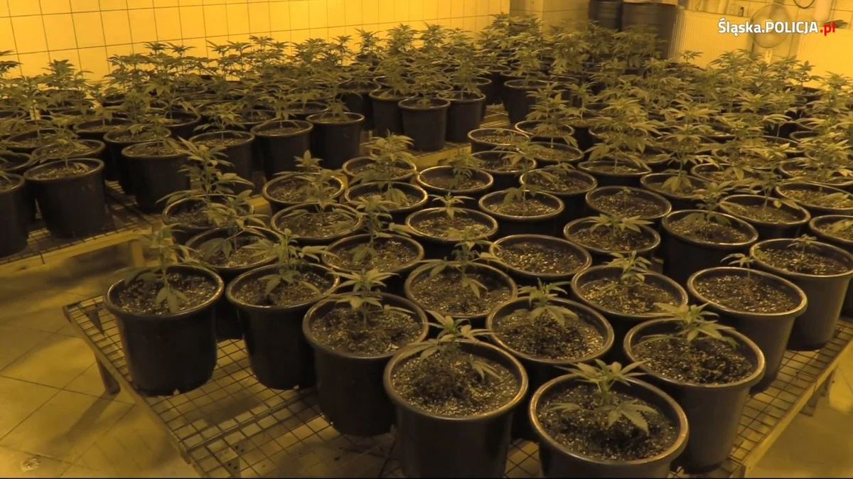 Nielegalna plantacja marihuany zlikwidowana w Jaworznie w Śląskiem. Na miejscu policjanci znaleźli zarówno sadzonki konopi indyjskich, jak i gotowy do sprzedaży susz. Plantacją zajmował się...sympatyk jednego ze śląskich klubów piłkarskich.