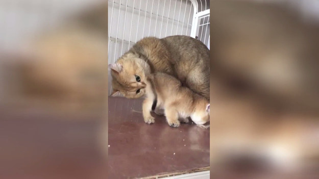 Kocia mama i jej zabiegi higieniczne na małym kociaku. Mina kotki bezcenna.