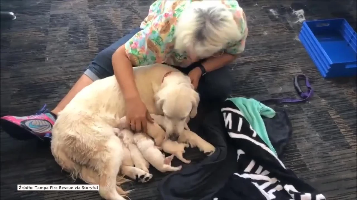 Osiem szczeniaczków rasy labrador przyszło na świat na lotnisku Tampa na Florydzie. Matka to dwuletnia Eleanor Rigby, która pomaga niepełnosprawnym w poruszaniu się po porcie lotniczym. Podczas porodu zwierzęciu towarzyszyli ratownicy medyczni, policjantka oraz opiekunka. Na świat przyszło siedem samców i jedna samiczka.