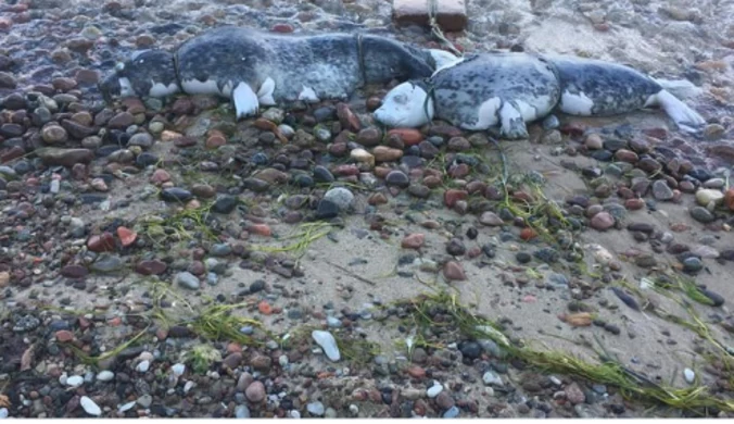 ​Gdynia: Dwie martwe foki z pętlą wokół szyi