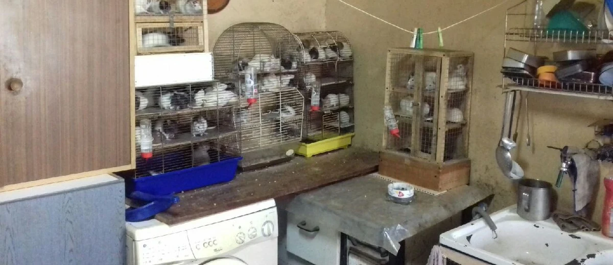 Ponad 130 szczurów odkryli policjanci w kawalerce na poddaszu w Piotrkowie Trybunalskim w Łódzkiem. To niewielkie mieszkanie wraz ze zwierzętami zajmowało czworo dorosłych lokatorów. 