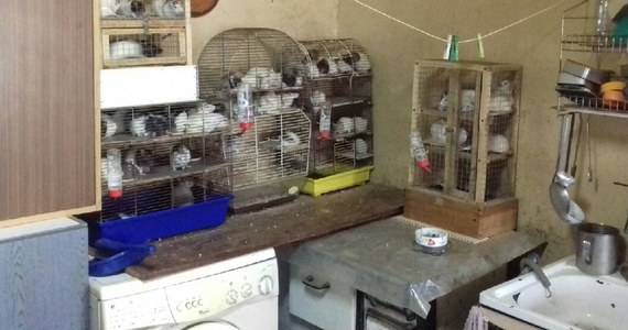 Ponad 130 szczurów odkryli policjanci w kawalerce na poddaszu w Piotrkowie Trybunalskim w Łódzkiem. To niewielkie mieszkanie wraz ze zwierzętami zajmowało czworo dorosłych lokatorów. 