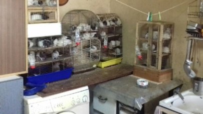 Nielegalna hodowla szczurów w kawalerce w Piotrkowie Trybunalskim