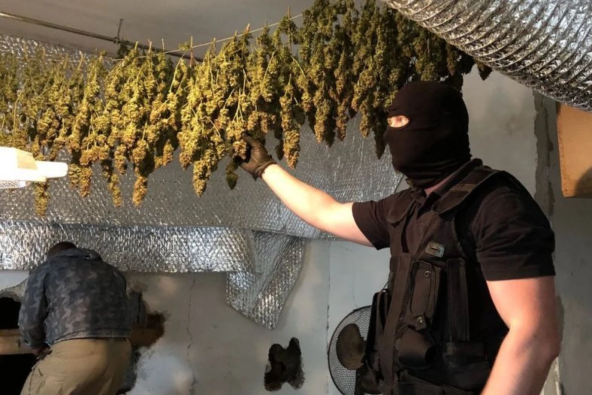 Polski gang nielegalnie uprawiał w Czechach marihuanę. Jego rozbicie to efekt współpracy czeskiej policji oraz naszego Centralnego Biura Śledczego Policji. 5 osób zatrzymano, 3 są tymczasowo aresztowane.