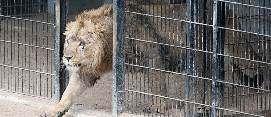 Dwa lwy, dwa tygrysy i jaguar uciekły z zoo w  Lünebach na zachodzie Niemiec. Wydano ostrzeżenie dla mieszkańców.
