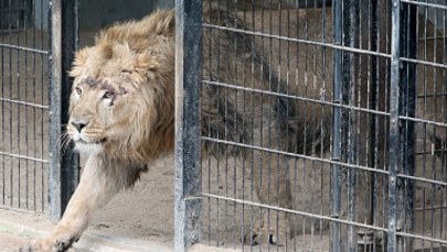Lwy, tygrysy i jaguar uciekły z niemieckiego zoo