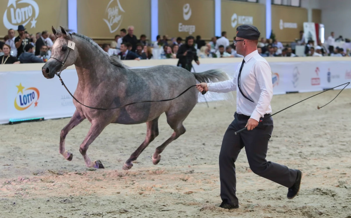 W tym roku aukcji Pride of Poland nie będzie. Stadnina w Janowie Podlaskim ogłosiła program swojej letniej aukcji koni arabskich. Tym razem święto miłośników polskich "arabów" ma się nazywać "Janów Podlaski Auction & Summer Arabian Horse Sale", czyli "Letnia aukcja i sprzedaż koni arabskich z Janowa". Zmian jest więcej.