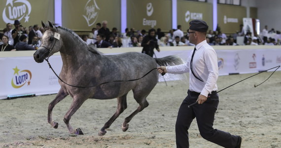 W tym roku aukcji Pride of Poland nie będzie. Stadnina w Janowie Podlaskim ogłosiła program swojej letniej aukcji koni arabskich. Tym razem święto miłośników polskich "arabów" ma się nazywać "Janów Podlaski Auction & Summer Arabian Horse Sale", czyli "Letnia aukcja i sprzedaż koni arabskich z Janowa". Zmian jest więcej.