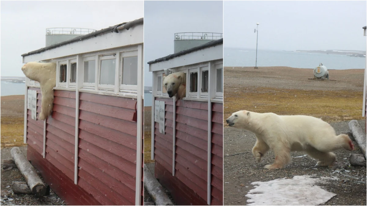 Narzekacie na kuny grasujące pod dachem? Te małe futerkowe zwierzątka to nic w porównaniu z drapieżnikami, jakie prawie codziennie nachodzą hotel przy stacji badawczej w Svalbard w Norwegii. Ostatnio niedźwiedź polarny włamał się do pomieszczenia z zapasami wody i suchym prowiantem, przez kilka godzin nie mógł się wydostać, aż w końcu w akcie desperacji wybił szyby w niewielkim oknie i zdołał się przez nie przecisnąć na zewnątrz. Jego ucieczkę sfilmowała pracująca w stacji Malin Stark. 