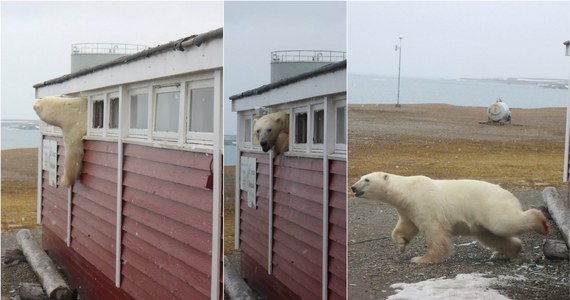 Narzekacie na kuny grasujące pod dachem? Te małe futerkowe zwierzątka to nic w porównaniu z drapieżnikami, jakie prawie codziennie nachodzą hotel przy stacji badawczej w Svalbard w Norwegii. Ostatnio niedźwiedź polarny włamał się do pomieszczenia z zapasami wody i suchym prowiantem, przez kilka godzin nie mógł się wydostać, aż w końcu w akcie desperacji wybił szyby w niewielkim oknie i zdołał się przez nie przecisnąć na zewnątrz. Jego ucieczkę sfilmowała pracująca w stacji Malin Stark. 