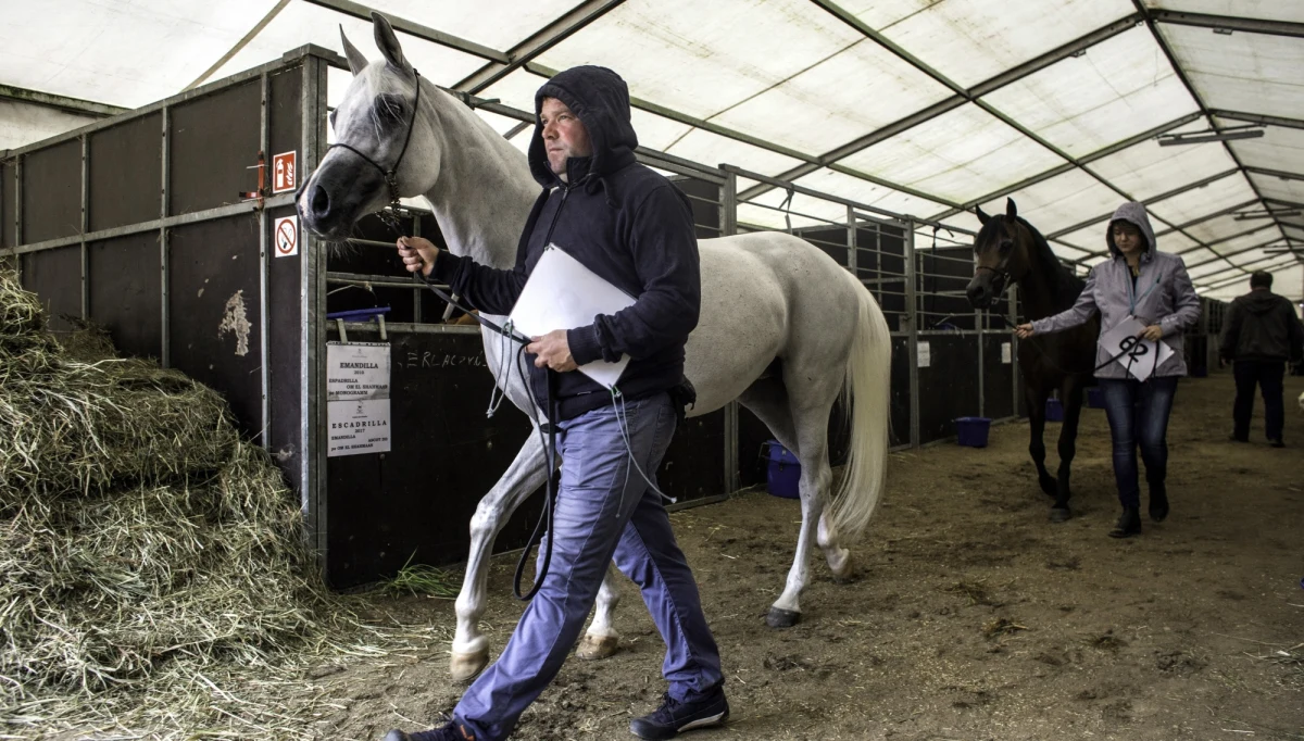 Aukcja Pride of Poland odbędzie się w Janowie Podlaskim 12 sierpnia, a aukcję "Summer Arabian Horse Sale" zaplanowano na 13 sierpnia - poinformował Krajowy Ośrodek Wsparcia Rolnictwa.