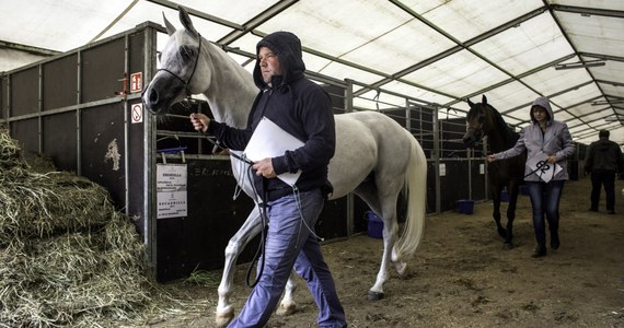 Aukcja Pride of Poland odbędzie się w Janowie Podlaskim 12 sierpnia, a aukcję "Summer Arabian Horse Sale" zaplanowano na 13 sierpnia - poinformował Krajowy Ośrodek Wsparcia Rolnictwa.