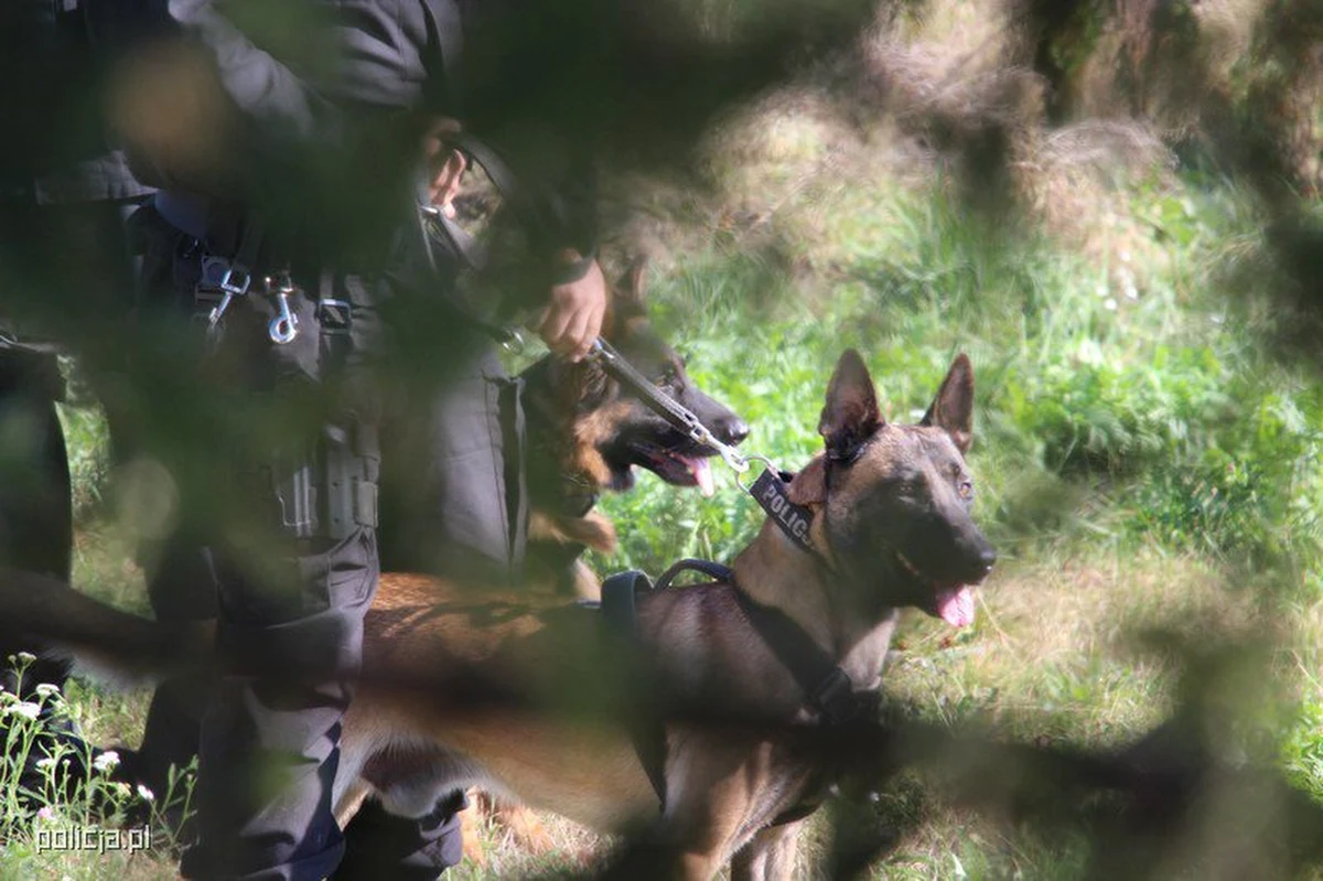 Takiego finału antynarkotykowej prelekcji w jednej ze szkół pod Tarnowskimi Górami chyba nikt się nie spodziewał. Specjalnie szkolny pies wyczuł, że dwaj tamtejsi uczniowie mogą mieć... narkotyki. Policjanci znaleźli u nich marihuanę.