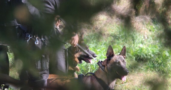 Takiego finału antynarkotykowej prelekcji w jednej ze szkół pod Tarnowskimi Górami chyba nikt się nie spodziewał. Specjalnie szkolny pies wyczuł, że dwaj tamtejsi uczniowie mogą mieć... narkotyki. Policjanci znaleźli u nich marihuanę.