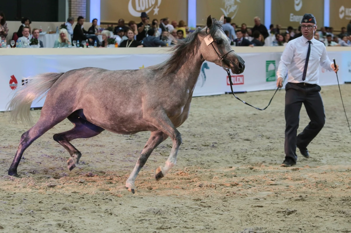 Aukcja koni arabskich w Janowie Podlaskim tylko dla kupców i zaproszonych gości. Potwierdzają się informacje RMF FM odnośnie zmiany formuły najbardziej prestiżowej imprezy organizowanej przez państwowe stadniny.