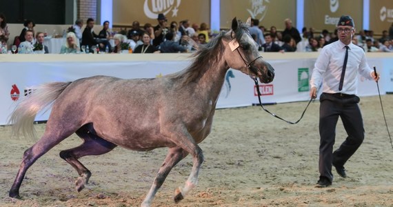 Aukcja koni arabskich w Janowie Podlaskim tylko dla kupców i zaproszonych gości. Potwierdzają się informacje RMF FM odnośnie zmiany formuły najbardziej prestiżowej imprezy organizowanej przez państwowe stadniny.
