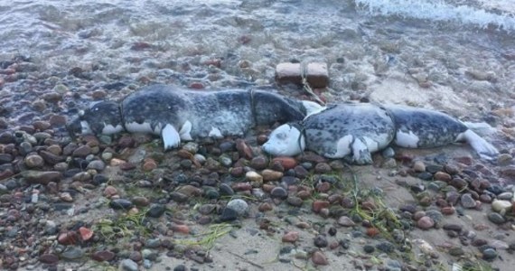 Kolejna martwa foka na brzegu Bałtyku. Jak dowiedział się reporter RMF FM, w Jastrzębiej Górze znalazł ją Błękitny Patrol WWF. To piąty przypadek w ostatnich dniach, a szósty licząc także fokę znalezioną na plaży w kwietniu.