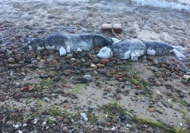 Kolejna martwa foka na polskim wybrzeżu. Znaleziono ją na plaży w Jastrzębiej Górze