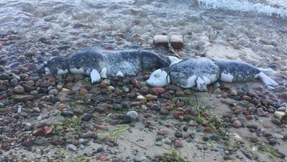 Kolejna martwa foka na polskim wybrzeżu. Znaleziono ją na plaży w Jastrzębiej Górze