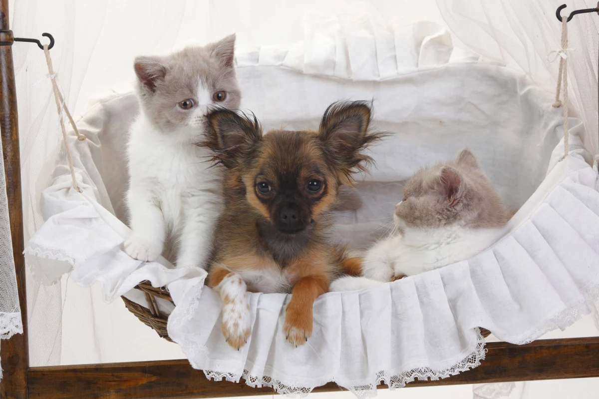 Nasi czworonożni przyjaciele też mają swoje żywieniowe słabości, ich upodobania znacząco się jednak różnią - przekonują weterynarze z Oregon State University. Psy mają ochotę na jedzenie z większą ilością tłuszczu, koty maja słabość do węglowodanów - pisze w najnowszym numerze czasopismo "Journal of Experimental Biology". Najnowsze wyniki badań zwyczajów żywieniowych naszych czworonożnych przyjaciół nie potwierdzają natomiast przekonania, że koty preferują potrawy szczególnie bogate w białko. Okazuje się, że starszym kotom nadmiar białka może nawet szkodzić.