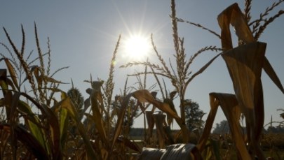 Rolnicy alarmują - susza niszczy uprawy