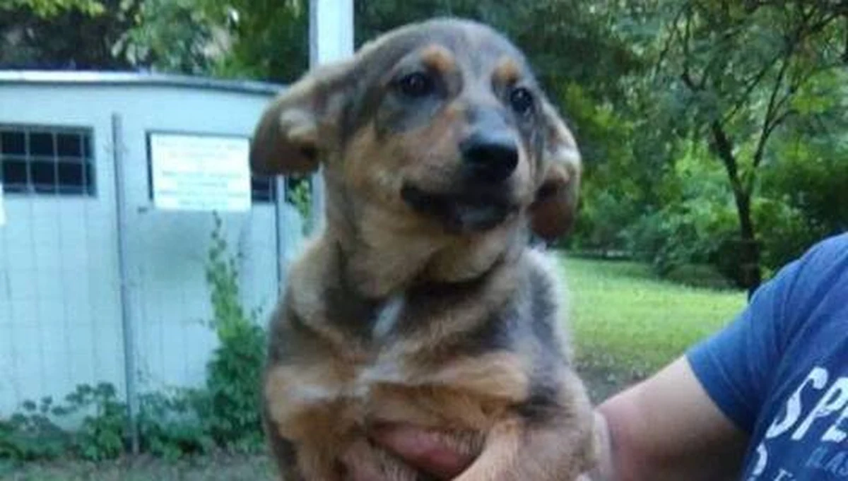 Wyjątkowym okrucieństwem wykazał się mieszkaniec Krakowa, który zdecydował się pozbyć swojego psa. Mężczyzna wrzucił zwierzę do pojemnika na szklane odpady. Na szczęście - dzięki szybkiej interwencji mieszkających w okolicy ludzi - psa udało się uratować. 