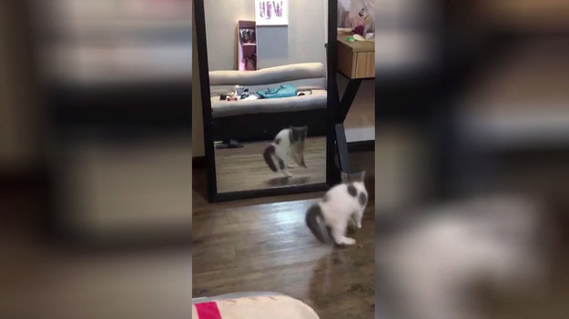 Ten kot znalazł sobie nietypowego kumpla - swoje własne odbicie w lustrze. Bawią się wyśmienicie.