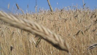 Morawiecki: Przed żniwami pokażemy specjalny pakiet wsparcia rolników