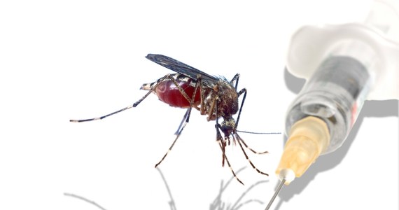 Atak tropikalnych komarów tygrysich w regionie paryskim. Władze apelują do mieszkańców, by pomogli ustalić, gdzie te groźne owady najszybciej się rozmnażają. Miejsca te będą masowo spryskiwane środkami owadobójczymi. 
