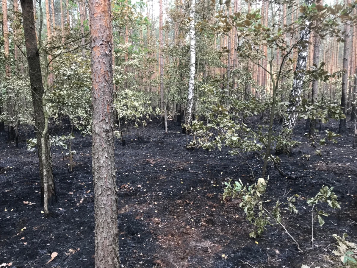 Tajemnicza seria pożarów lasów w okolicach Odrzywołu w powiecie przysuskim na Mazowszu. Od początku roku w okolicy doszło już do ponad 60 podpaleń. Do ostatniego doszło w nocy z niedzieli na poniedziałek. Strażacy są przekonani, że za podpaleniami stoi piroman, który celowo podkłada ogień. 