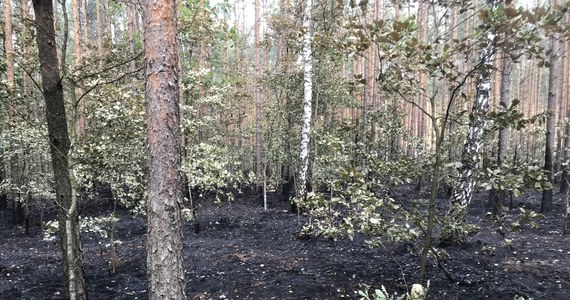 Tajemnicza seria pożarów lasów w okolicach Odrzywołu w powiecie przysuskim na Mazowszu. Od początku roku w okolicy doszło już do ponad 60 podpaleń. Do ostatniego doszło w nocy z niedzieli na poniedziałek. Strażacy są przekonani, że za podpaleniami stoi piroman, który celowo podkłada ogień. 