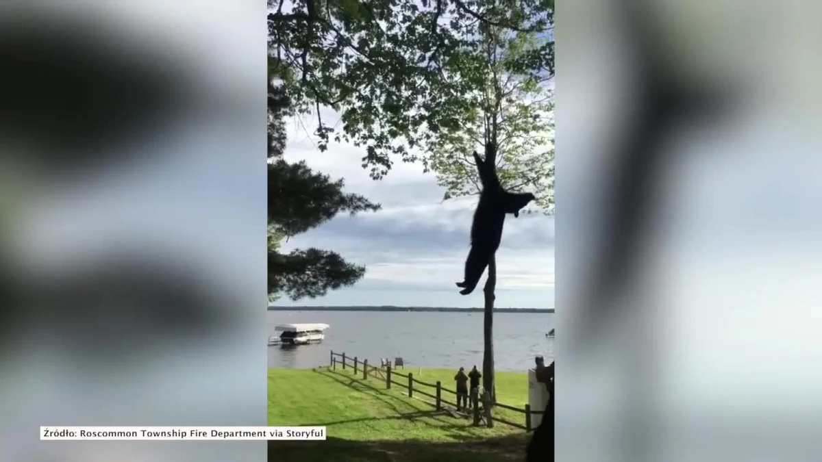 Niedźwiedź czarny utknął na jednym z drzew w Denton, w stanie Michigan. Zwierzę wspięło się na wysokość 20 metrów i samo nie potrafiło zejść na ziemię. Z pomocą przyszli mu strażacy oraz pracownicy Departamentu Zasobów Naturalnych stanu Michigan. Funkcjonariusze najpierw uśpili zwierzę, a następnie opuścili je bezpiecznie na linie. Miś został oznakowany i wypuszczony na wolność.