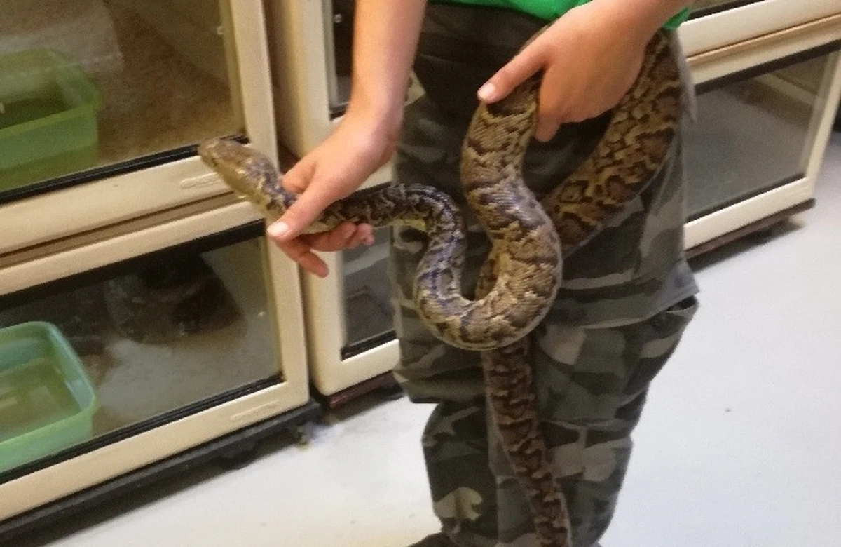 Było wtorkowe popołudnie, godz. 12:30. Na numer alarmowy warszawskiej straży miejskiej zadzwonił zaniepokojony wędkarz - z jego relacji wynikało, że na kamieniu tuż przy brzegu Wisły wygrzewa się ponad dwumetrowy wąż. 