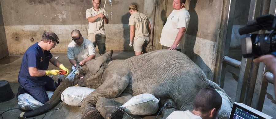 ​Trzy lata leczenia nie przyniosły pozytywnego efektu. Złamany cios trzeba było usunąć. Skomplikowany zabieg u słonia mieszkającego w jednym z węgierskich zoo wykonał dr Gerhard Steenkamp z RPA - jeden z trzech specjalistów na świecie, którzy wykonują taki zabieg.