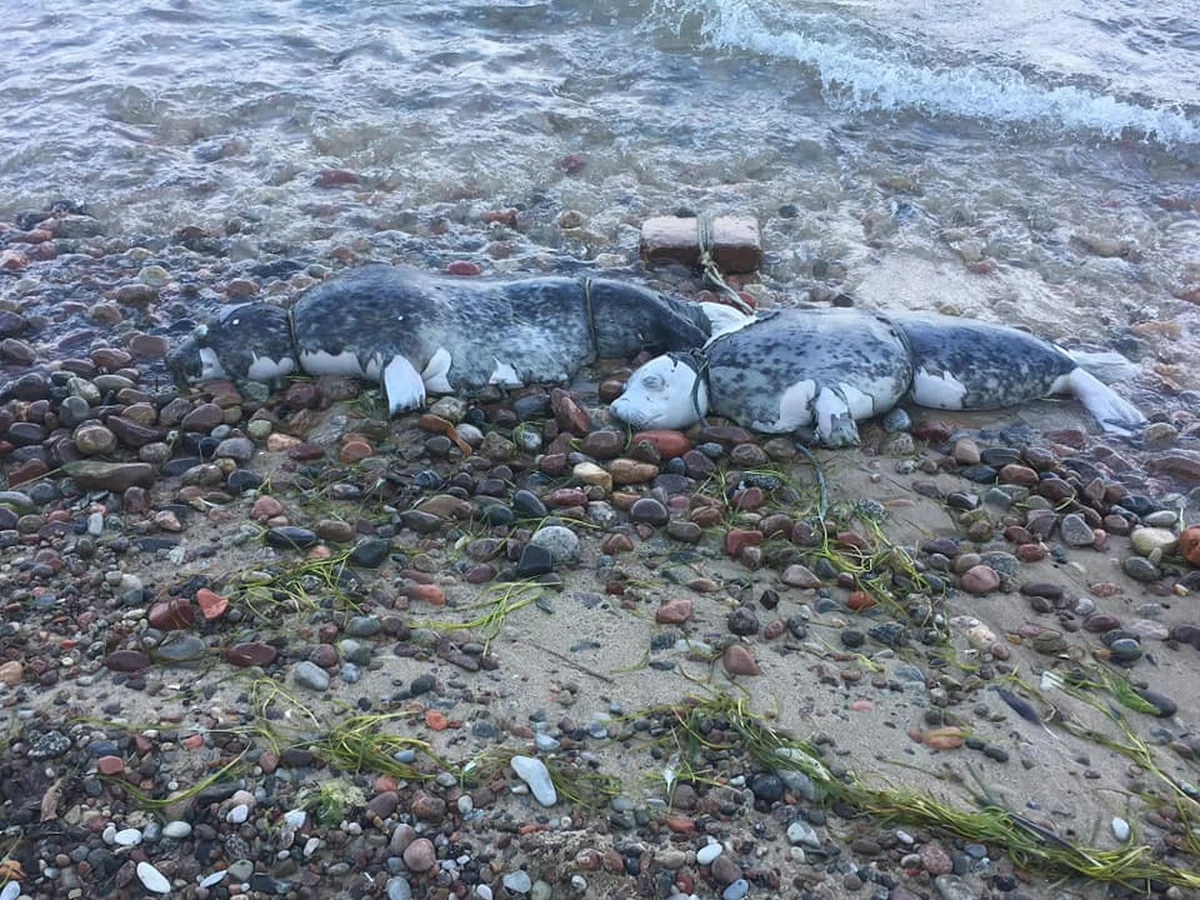 Ruszyły sekcje zwłok fok znalezionych w ostatnich tygodniach na plażach w województwie pomorskim. Specjaliści spróbują wyjaśnić jak zginęły foki szare z południowego Bałtyku. Niewykluczone, że do ich śmierci przyczynił się człowiek. 