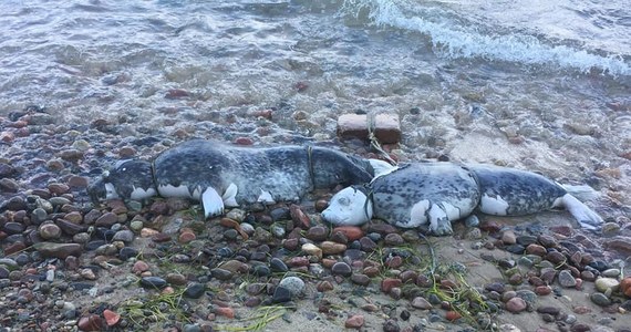 Ruszyły sekcje zwłok fok znalezionych w ostatnich tygodniach na plażach w województwie pomorskim. Specjaliści spróbują wyjaśnić jak zginęły foki szare z południowego Bałtyku. Niewykluczone, że do ich śmierci przyczynił się człowiek. 