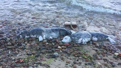Jak zginęły bałtyckie foki? Sekcje zwłok fok mają to wyjaśnić