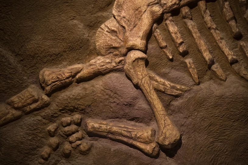 Dinozaury mogły ćwierkać jak ptaki. Odkrycie zachowanej krtani 