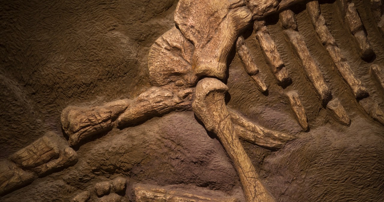 Dinozaury mogły ćwierkać jak ptaki. Odkrycie zachowanej krtani