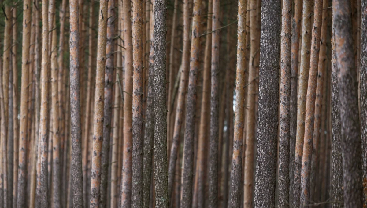 ​Leśna dyplomacja zawiodła - Unia przyjęła niekorzystne dla Polski zasady gospodarki leśnej. Za cztery lata naszym meblarzom, papiernikom, producentom płyt, palet i celulozy zabraknie surowca. Za granicą będzie go pod dostatkiem - pisze piątkowy "Puls Biznesu".