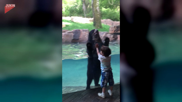 Ten pięciolatek był wniebowzięty po tym jak zobaczył się ze swoim ulubionym niedźwiedziem w pobliskim zoo. Widzimy, że miś też przepada za chłopczykiem, bo kiedy tylko podszedł do szyby, ten zrobił tak samo. Zobaczcie co działo się później. 