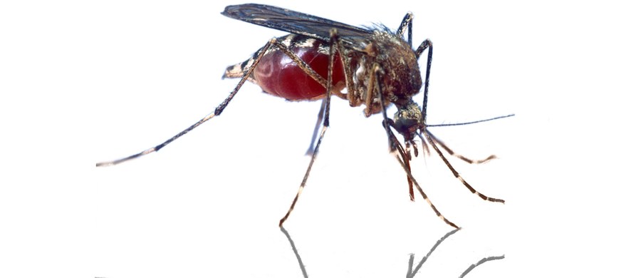 Alarm na Francuskiej Riwierze! Władze ostrzegają, że śródziemnomorskie wybrzeża Francji zaatakował groźny afrykański wirus usutu, który może być przenoszony przez komary, w tym komary tygrysie. Może on powodować groźne powikłania neurologiczne, w tym paraliż części twarzy.