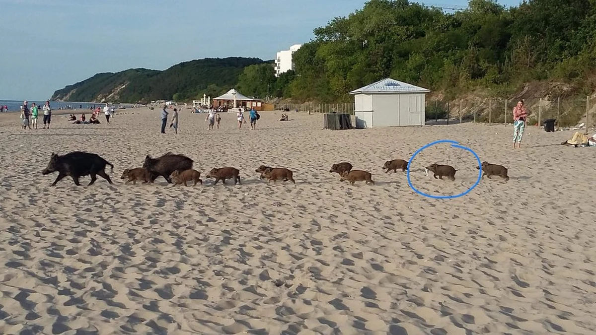 Dziki na nadmorskich plażach to nad Bałtykiem nie nowość. Ze zwierzętami "spacerującymi" w pobliżu restauracji, budynków, placów zabawa zmaga się m.in. Świnoujście. Tam dziki stały się poniekąd maskotkami turystów. W pobliskich Międzyzdrojach dziki też są mało zdziczałe. O czym przekonuje poniższe zdjęcie! 