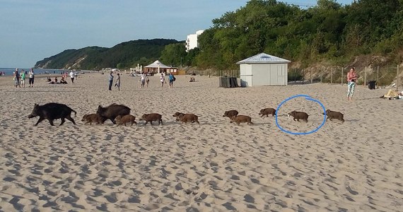 Dziki na nadmorskich plażach to nad Bałtykiem nie nowość. Ze zwierzętami "spacerującymi" w pobliżu restauracji, budynków, placów zabawa zmaga się m.in. Świnoujście. Tam dziki stały się poniekąd maskotkami turystów. W pobliskich Międzyzdrojach dziki też są mało zdziczałe. O czym przekonuje poniższe zdjęcie! 