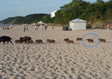 Co ten mały dzik zabrał na plażę? Przyjrzyjcie się dokładnie! 